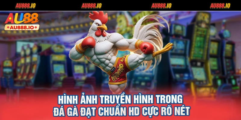 Hình ảnh truyền hình trong đá gà đạt chuẩn HD cực rõ nét