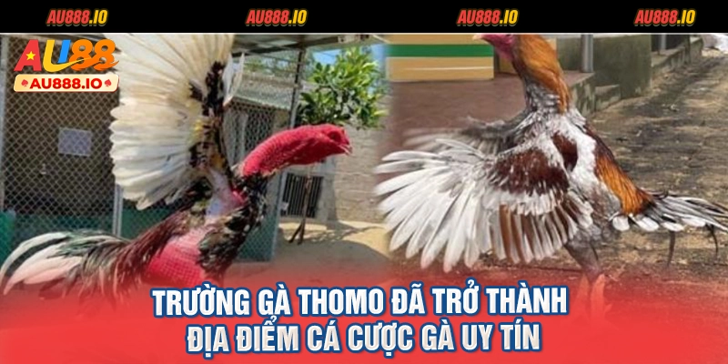 Trường gà Thomo đã trở thành địa điểm cá cược gà uy tín