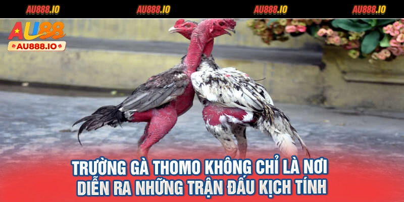 Trường gà Thomo không chỉ là nơi diễn ra những trận đấu kịch tính