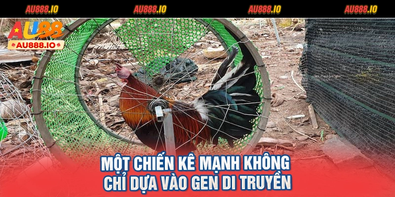 Một chiến kê mạnh không chỉ dựa vào gen di truyền