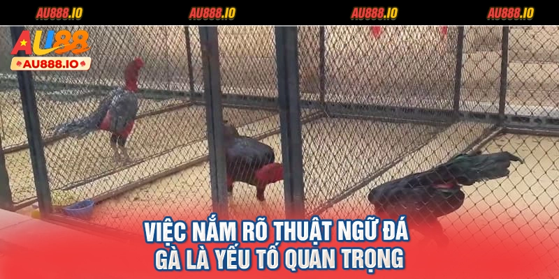 Việc nắm rõ thuật ngữ đá gà là yếu tố quan trọng