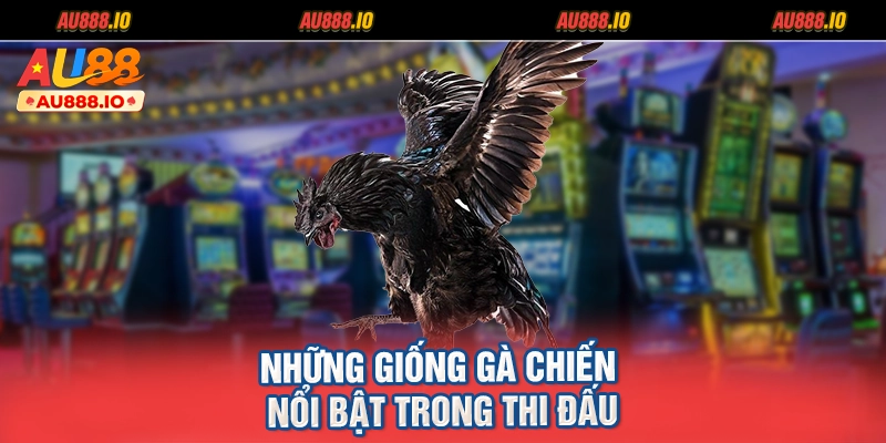 Những giống gà chiến nổi bật trong thi đấu